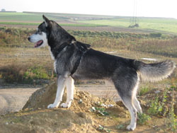 Siberian Husky
